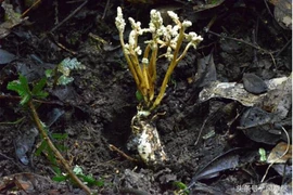 Kỳ lạ ve có sừng trên đầu: Hiếm nhưng chớ dại... đụng vào