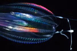 Phát hiện bất ngờ về sinh vật sống lâu đời nhất trên Trái đất