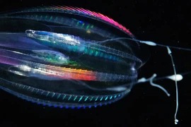 Phát hiện bất ngờ về sinh vật sống lâu đời nhất trên Trái đất