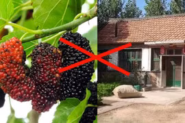 “Cây âm không trồng nhà, cây dương không trồng mồ mả”, vì sao?