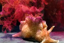 Giật mình loài động vật “khủng bố khứu giác” đáng sợ nhất hành tinh