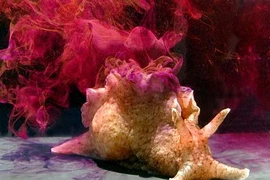 Giật mình loài động vật “khủng bố khứu giác” đáng sợ nhất hành tinh