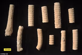 Sự thật ngỡ ngàng về hóa thạch "đinh vít" của người ngoài hành tinh