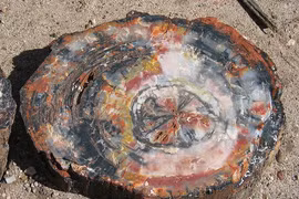 Nhặt gỗ mục ven đường, giật mình nhận ra là báu vật quý như vàng