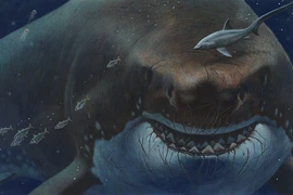 Tuyên bố chấn động: Siêu cá mập Megalodon không phải “kẻ săn mồi máu lạnh“