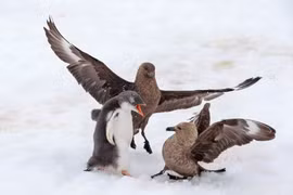 Cánh cụt non dũng cảm chiến đấu chống lại 2 con chim biển