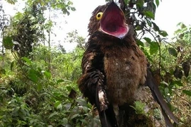 Loài chim được mệnh danh “sứ giả địa ngục“: Ai thấy cũng hết hồn! 