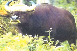 Top động vật hiếm hơn kim cương ở Việt Nam: Có loài đã tuyệt chủng! 