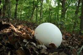 Mang “quả bóng” trắng đi kiểm định, chuyên gia bắt rửa tay ngay lập tức