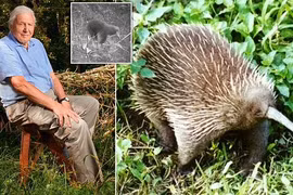 Đặt bẫy ảnh, bất ngờ phát hiện động vật “mất tích” hơn 60 năm