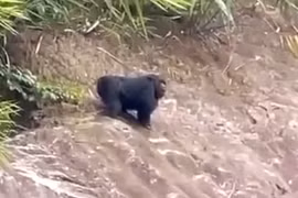 Linh trưởng bất ngờ xuất hiện tại khu dân cư Hòa Bình: Loài cực hiếm! 