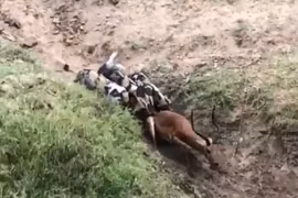 Chạy trốn xuống sông, linh dương vẫn bị chó hoang truy sát đến cùng