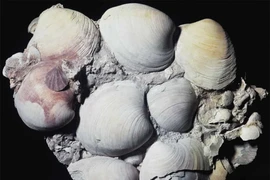 Top động vật có tuổi thọ đáng mơ ước, con người phải ghen tị