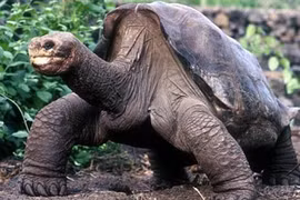 8 loài động vật vô giá của nhân loại: Một loài ở Việt Nam! 