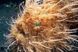 Sửng sốt loạt động vật kì dị nhìn như "quái vật" ngoài hành tinh 