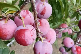 ‘Cherry Việt’ đổ bộ thị trường, giá chỉ 12.500 đồng/kg