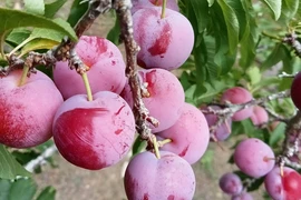 ‘Cherry Việt’ đổ bộ thị trường, giá chỉ 12.500 đồng/kg