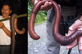 Top động vật khổng lồ nhất hành tinh, tưởng không thể tồn tại 