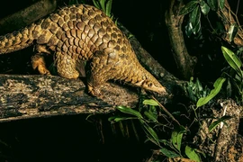 Loài thú cực hiếm đi lạc vào nhà dân ở Lâm Đồng