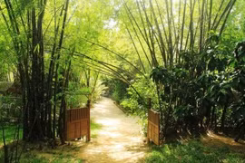 Trồng 6 loại cây này trước cửa để rước tài lộc về nhà