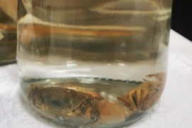 Loài cua mới phát hiện ở Việt Nam: Thế giới chưa từng biết đến! 