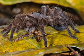 Rén nhẹ với những “kẻ ám sát” đáng sợ nhất thế giới động vật