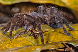 Rén nhẹ với những “kẻ ám sát” đáng sợ nhất thế giới động vật