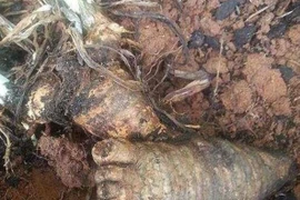 Đào trúng “vật thể lạ” hình bàn chân, té ngửa khi biết lai lịch