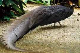 Ngắm loài chim quý hiếm bậc nhất Việt Nam