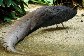 Ngắm loài chim quý hiếm bậc nhất Việt Nam