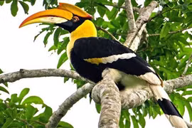 Loài chim quý sở hữu “báu vật” hàng trăm triệu: Có trong Sách Đỏ VN!