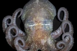 Sốc “con lai của sinh vật ngoài hành tinh” hé lộ tương lai Trái Đất?