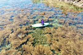 Hè về Hòn Khô đón mùa rong mơ