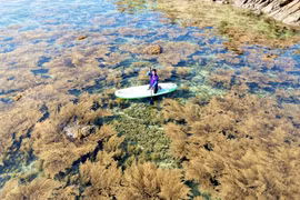 Hè về Hòn Khô đón mùa rong mơ