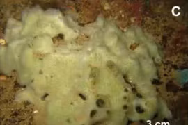 Giải mã sinh vật bí ẩn mới phát hiện dưới biển sâu Việt Nam