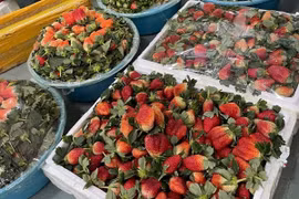 Sự thật việc dâu tây giá rẻ tràn ngập chợ?