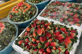 Sự thật việc dâu tây giá rẻ tràn ngập chợ?