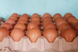 Trứng gà 'rẻ chưa từng có' giá chỉ từ 1.500 đồng/quả