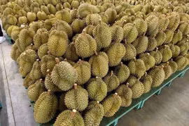 Cuối năm, sầu riêng tăng giá mạnh