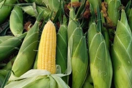 Nhu cầu tiêu thụ cao, giá bắp nếp tăng