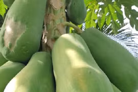 Đu đủ ruột vàng tăng giá 7.000 đồng/kg