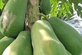 Đu đủ ruột vàng tăng giá 7.000 đồng/kg