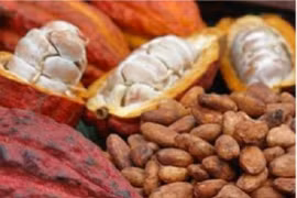 Cacao Việt Nam tăng giá 260.000 đồng/kg
