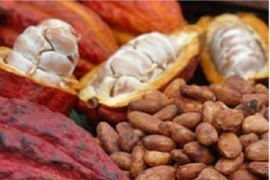 Cacao Việt Nam tăng giá 260.000 đồng/kg