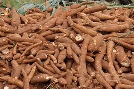 Sắn tươi rớt giá chỉ còn 2.000 đồng/kg