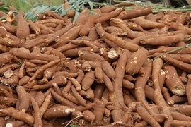 Sắn tươi rớt giá chỉ còn 2.000 đồng/kg