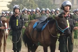 Cảnh sát Cơ động Kỵ binh Việt Nam được trang bị giống ngựa từng chinh phạt châu Âu?