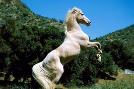 Ly kỳ chuyện thần mã khóc chủ bí ẩn nhất Việt Nam 