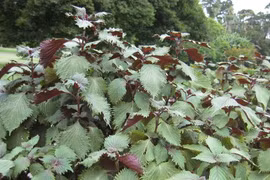 Những công thức tắm trắng bằng lá tía tô vừa an toàn vừa hiệu quả