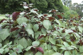 Những công thức tắm trắng bằng lá tía tô vừa an toàn vừa hiệu quả